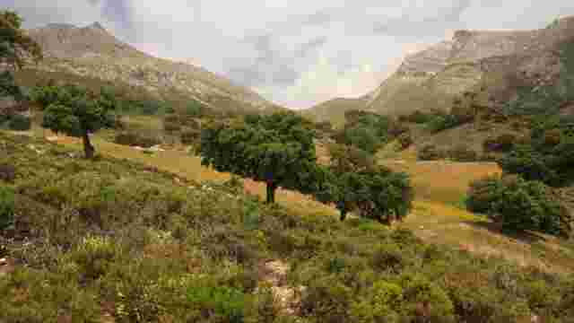 Encina del Tejón.