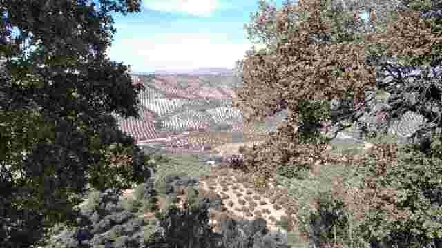 Paisaje Arroyo Salado.