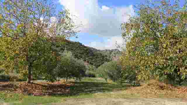 Olivar rural.