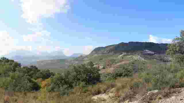 Paisaje Olivar.