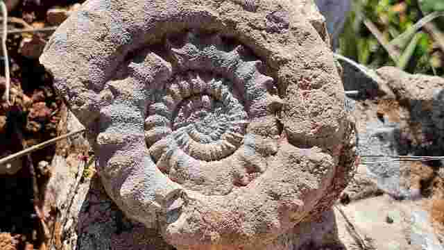 Tal der Fossilien