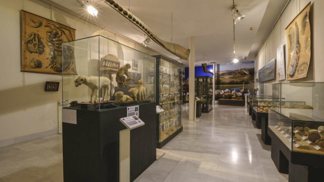 Musée d'histoire naturelle