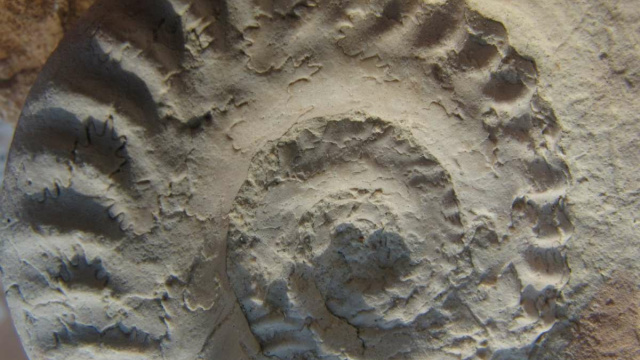 Los Ammonites